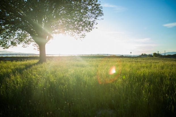 Sun shining in a field